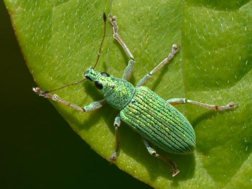 Réf. 322 041 : Polydrusus formosus